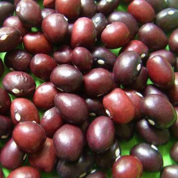 Amish Cranberry Beans