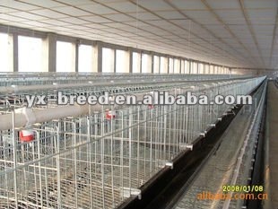 low carbon steel wire layer quail battery cages with Auto water system