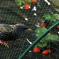 Gevlochten Anti vogel verrekening