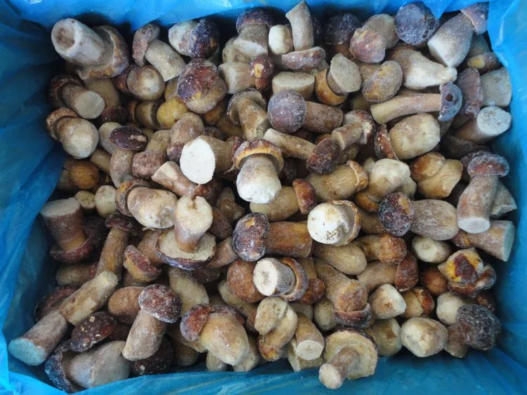 IQF Frozen Boletus Edulis Whole and Cut