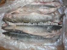 Frozen Gray Mullet WG