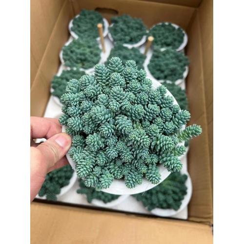 good price Sedum living plants factory