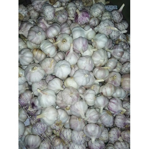 health benefits of eating fresh garlic