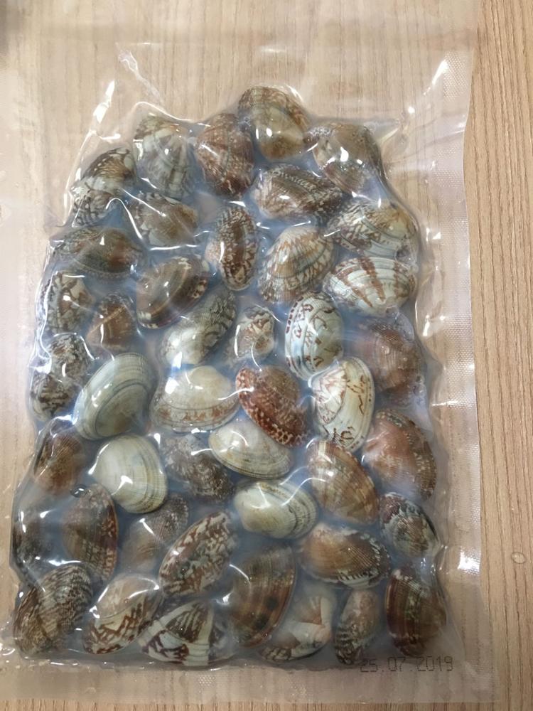 Naturalny małż z krótkim szyją