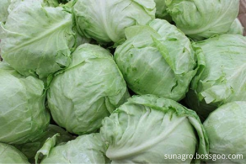 Fresh Frozen Cabbage