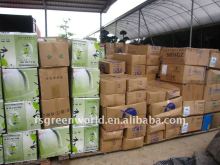 Echinocactus grusonii packed in carton