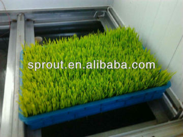 Automatic and Economy Sprouting Machine