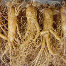 wild ginseng root tea