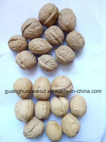 Hot Sales Walnut in Shell From China