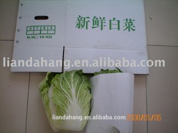 Fresh Chinese Cabbage