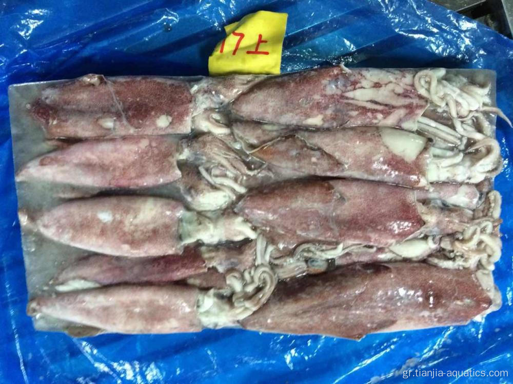 New Catching Frozen Loligo Chinensis Squid