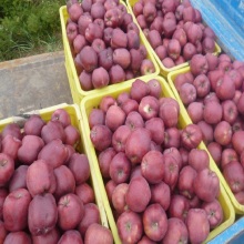 Good Quality Delicious Red Fuji Apple