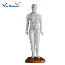 Human Acupuncture Medical Model 46CM Male