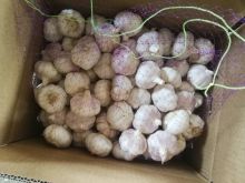 PIzhou big size fresh garlic