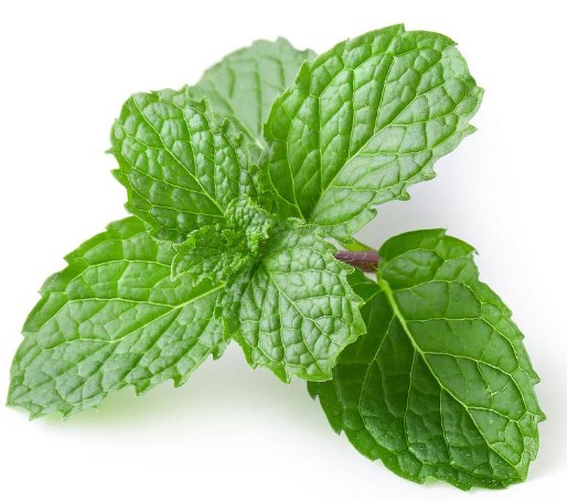 Minzblattpulver (1) mint leaf powder (1)
