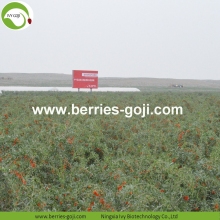 Buy Natural Fruit Anti Cancer Lycium