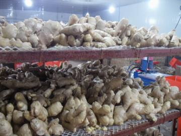 The best export grade air dried ginger