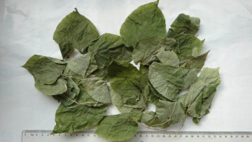 Dried Large flowered barrenwort,Bishop's hat,Epimedium grandiflorum,macranthum,cremeum,sulphurellum,koreanum var grandiflorum