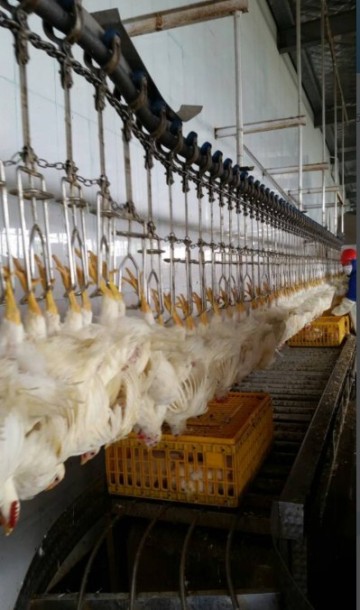 Overhead Conveyor Line of bird processing line