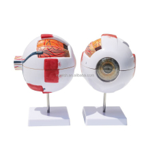 Medical Display Eye Ball Model EB-1 Anatomical Human Eyeball Model