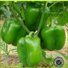 types of fresh green peppers export price