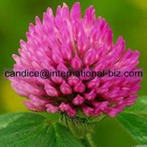 Red Clover Extract