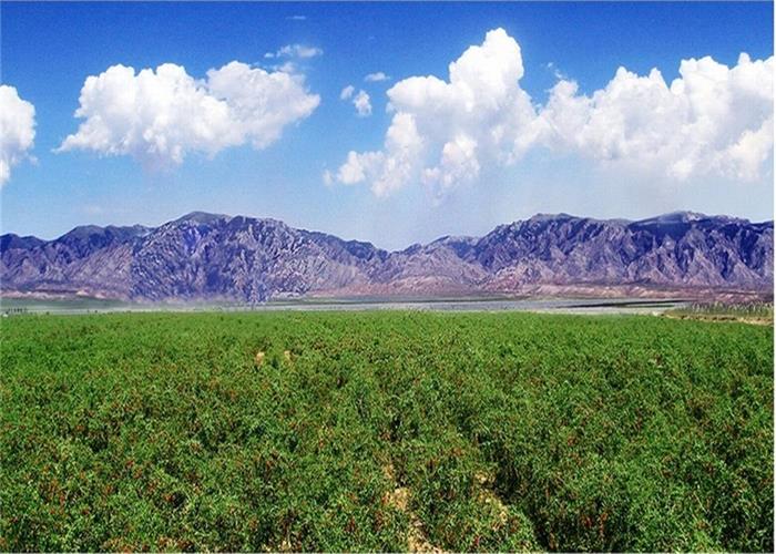 Balsamo di goji di zucchero nel sangue a basso contenuto di pesticidi