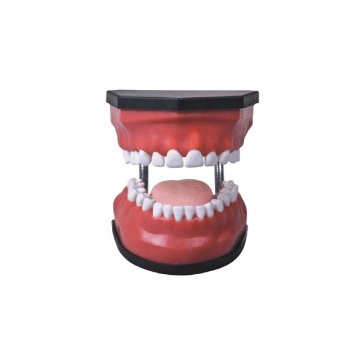 DARHMMY 32 Teeth Removable Dental Care Model