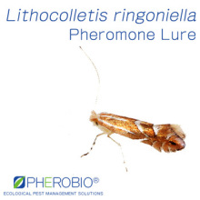 Pheromone Lure for Lithocolletis ringoniella, Apple Leaf Miner Pheromone Attractant