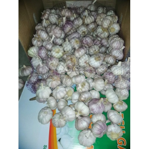 new crop fresh garlic exporter