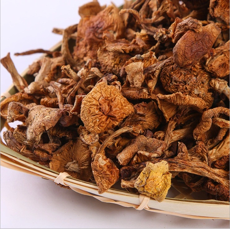 Wild Honey Mushroom Dried Hazel Mushroom