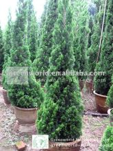 Juniperus chinensis 100cm potted