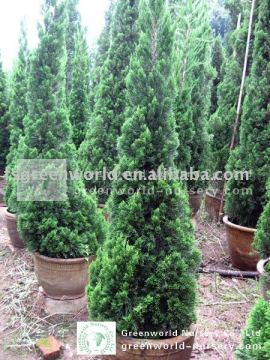 Juniperus chinensis 100cm potted