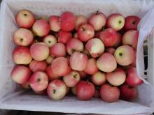 Best Selling Gala Apple from June to September
