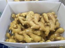 2020 Crop Fresh New Crop Ginger