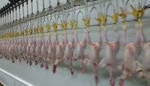 chicken overhead hanging line