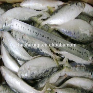 Blue scad mackerel frozen mackerel round scad for Asia market