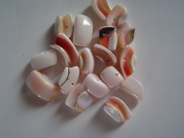 sea shell bead