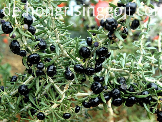 China Wilde Organische Schwarze Goji Beeren Hersteller