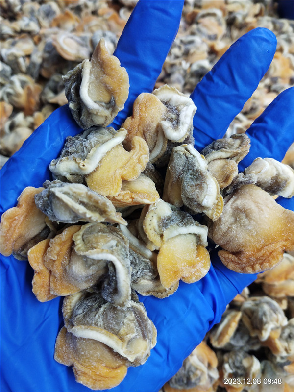 Nowy sezon i pakowanie luzu zamrożone zamrożone gotowane małż