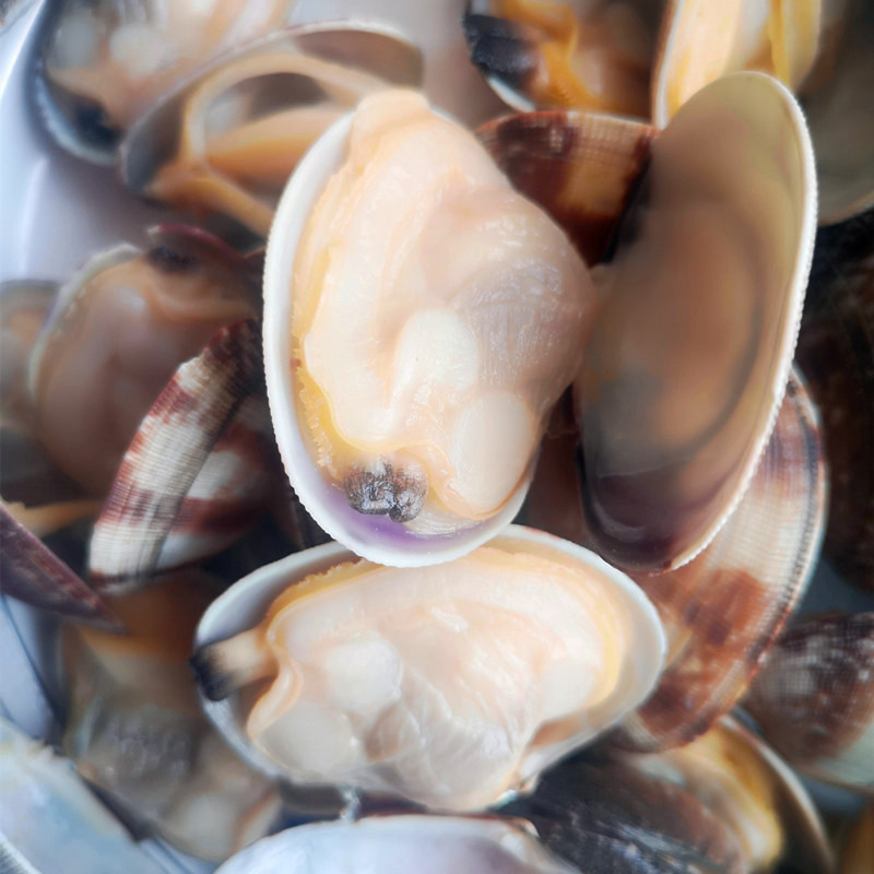 Wysokiej jakości zamrożony małż z krótkim szyją