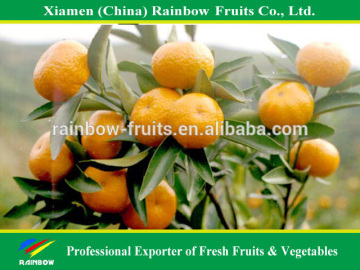 Fresh citrus Fresh fruit of baby mandarin nanfeng baby mandarin sweet baby mandarin from Nanfeng