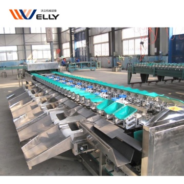 Durian Grading Machine: Scale Sorting and Fruit Grader for Round Fruits