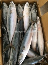 New Season Pacific Mackerel