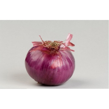 Export The High Quality Red Onion