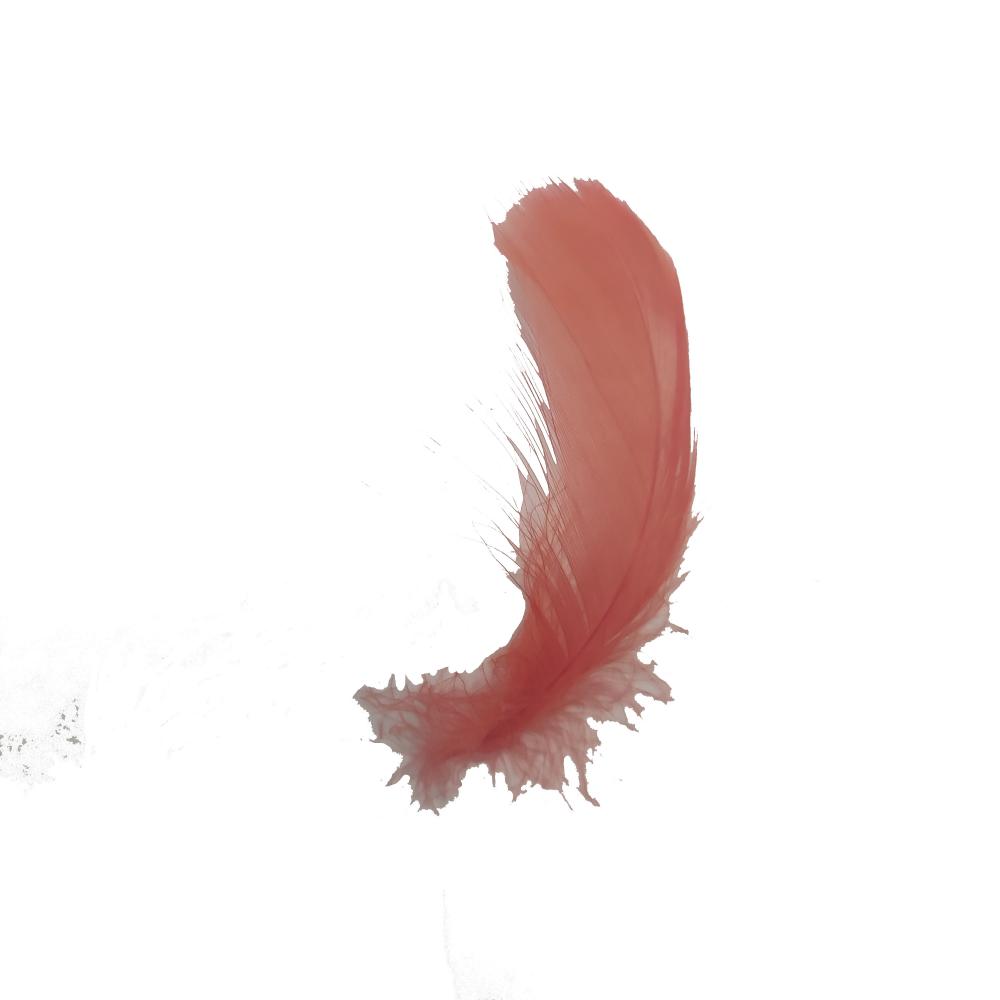 Orange Feather