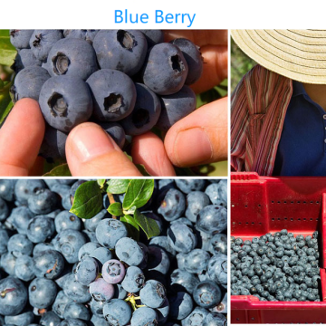 Dried Blue Berry Sweet Berry