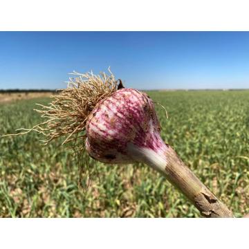 ホットセール新鮮なニンニクの要件