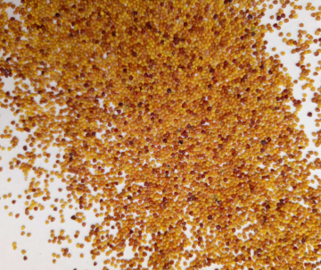 2018 Lawn grass seeds