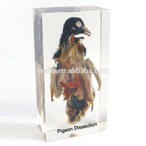 Pigeon dissection embedded specimens